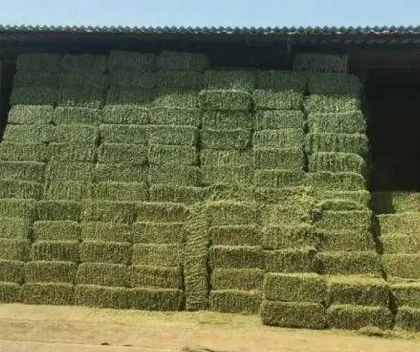 یونجه بسته شده درجه یک|عمده‌فروشی|بیلوار, |دیوار