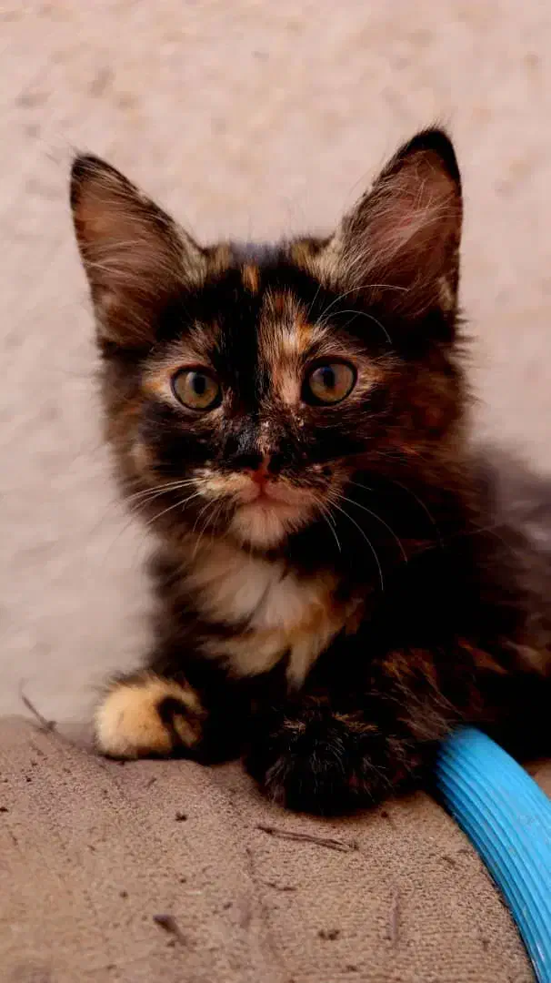 واگذاری رایگان دو‌ بچه گربه|گربه|ری, ظهیرآباد|دیوار