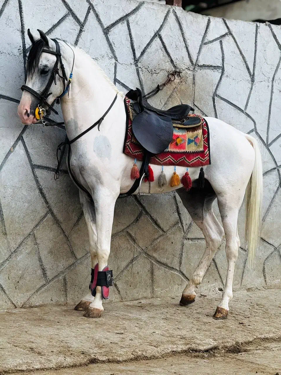 نریان هندی|اسب و تجهیزات اسبسواری|رشت, کوی مهر|دیوار