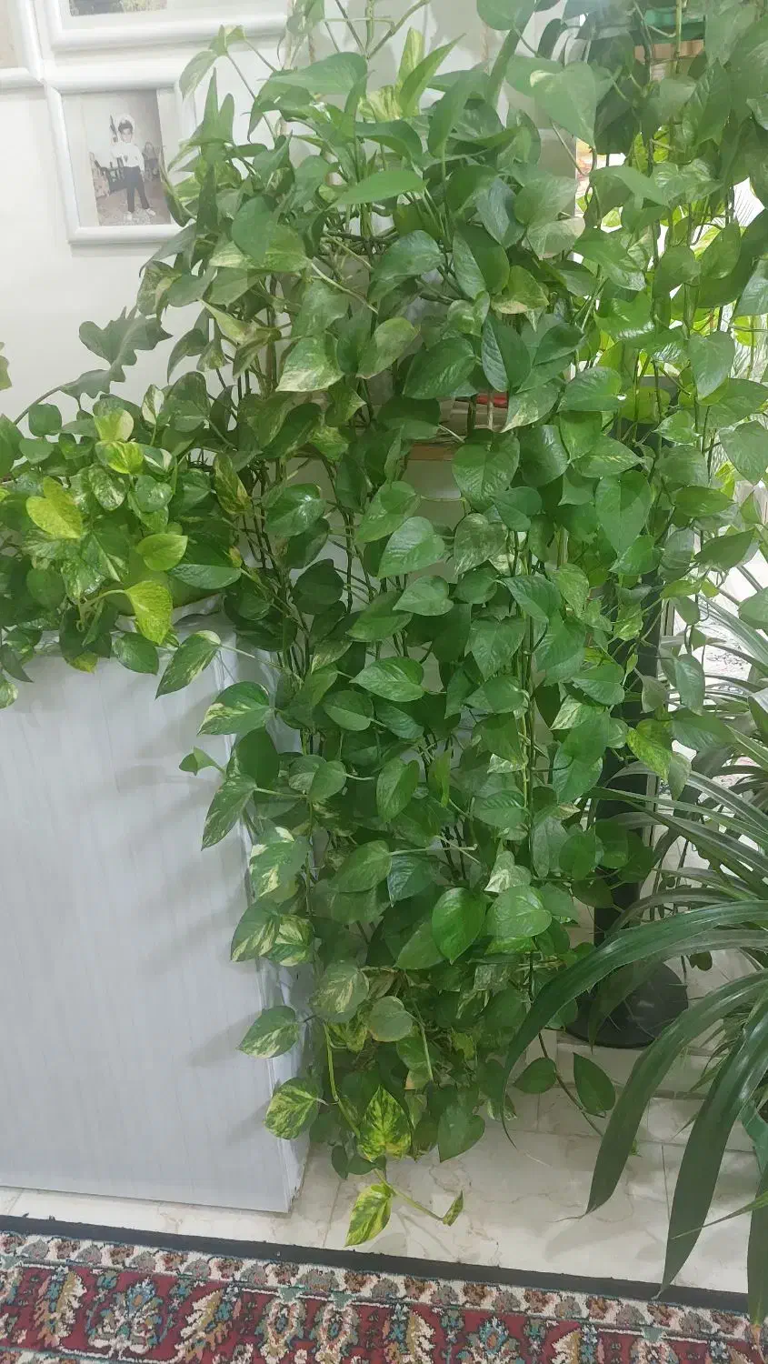 گلها فروشی سالم کاشمر|گل و گیاه طبیعی|کاشمر, |دیوار