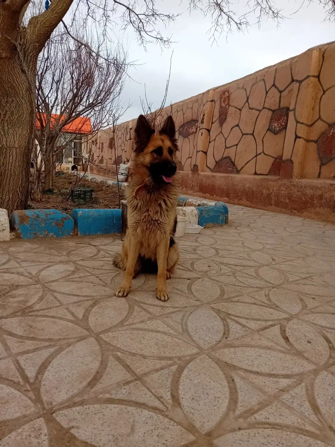 واگذاری یک قلاده سگ مولد|سگ|مشهد, کاظم آباد پنجشنبه|دیوار