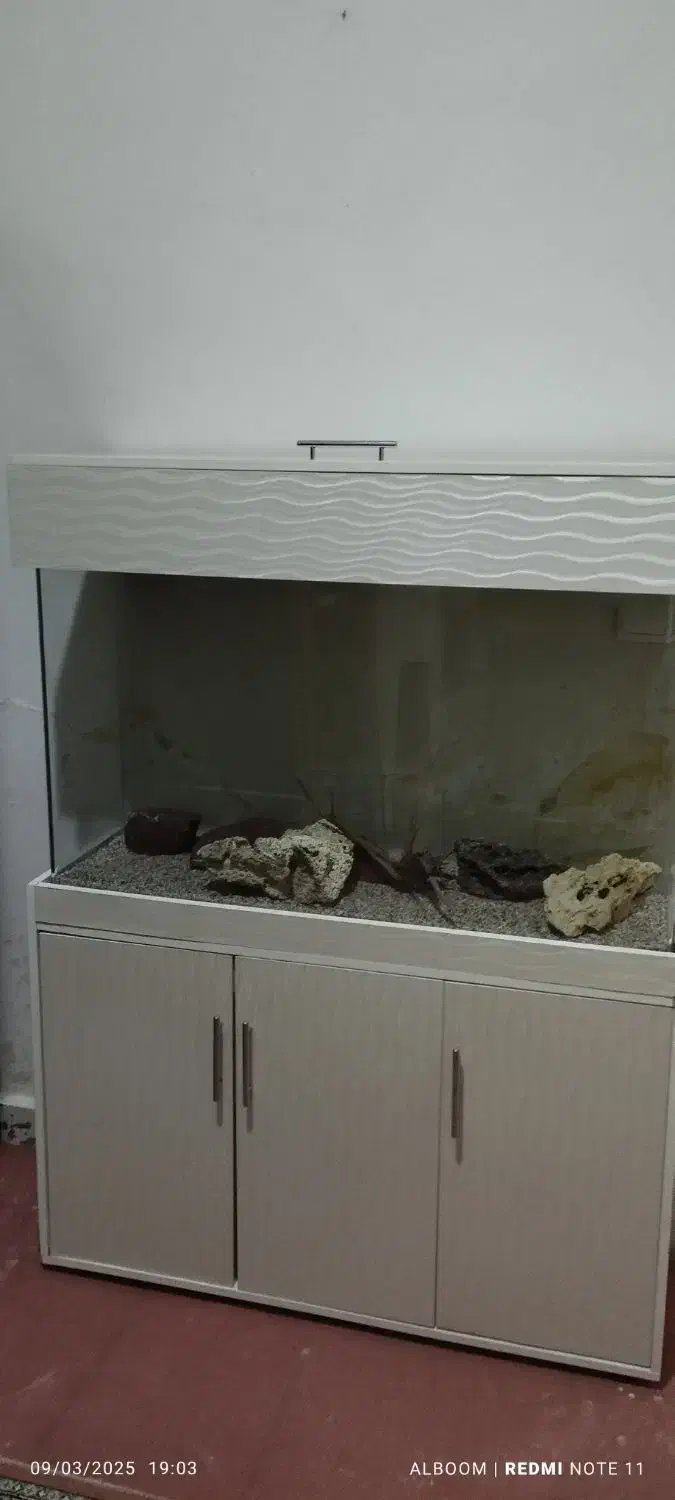 اکواریوم شیشه خم|ماهی|کرج, کوی زنبق|دیوار