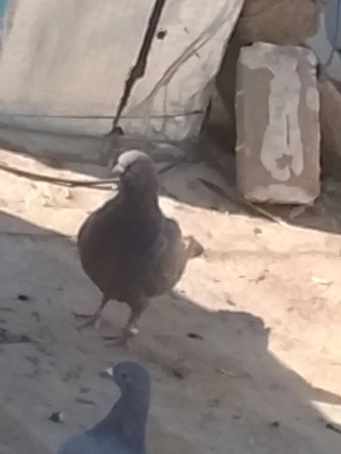 کفتر سرکه ای..معاوضه با کبوتر مگسی المانی|پرنده|آبیک, |دیوار
