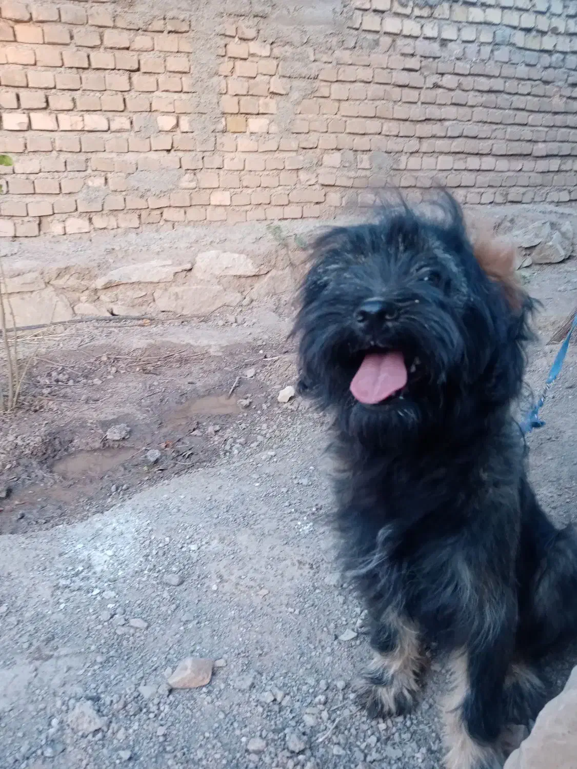 حیوانات خانگی|سگ|سبزوار, قصبه شرقی|دیوار