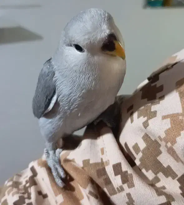 طوطی کوتوله رام بازی گوش|پرنده|سقز, |دیوار