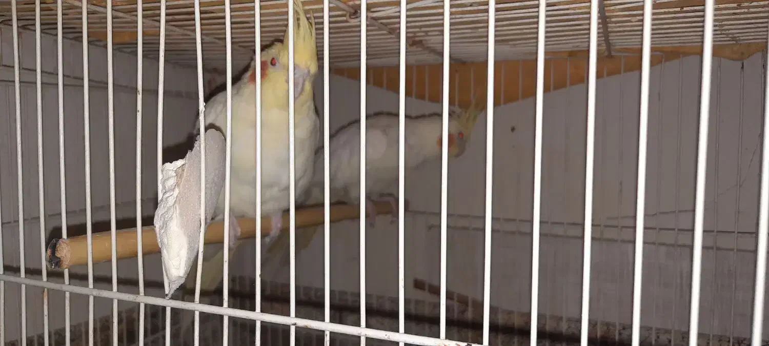 عروس هلندی|پرنده|زابل, |دیوار