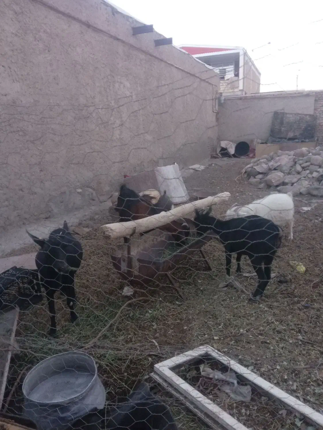 بز مور سیاه|حیوانات مزرعه|بافت, |دیوار