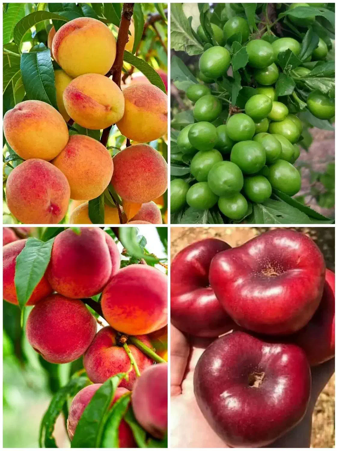 انواع مختلف ارقام نهال پسته ،بادام،میوه|خدمات باغبانی و درختکاری|قائمشهر, |دیوار