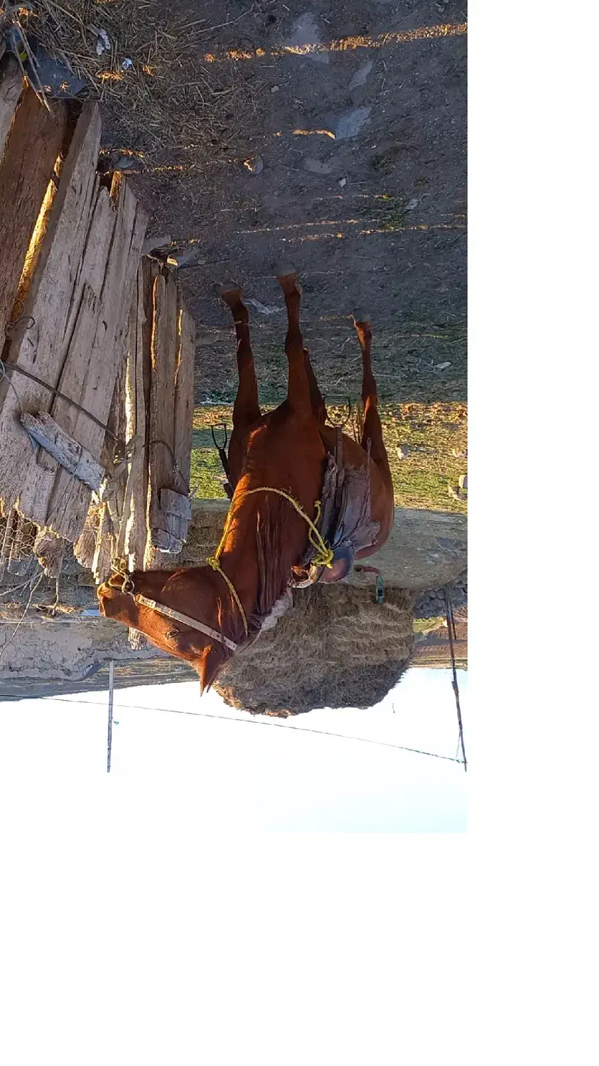 اسب ماده ۴ ساله یوقه|اسب و تجهیزات اسب‌سواری|اردبیل, |دیوار