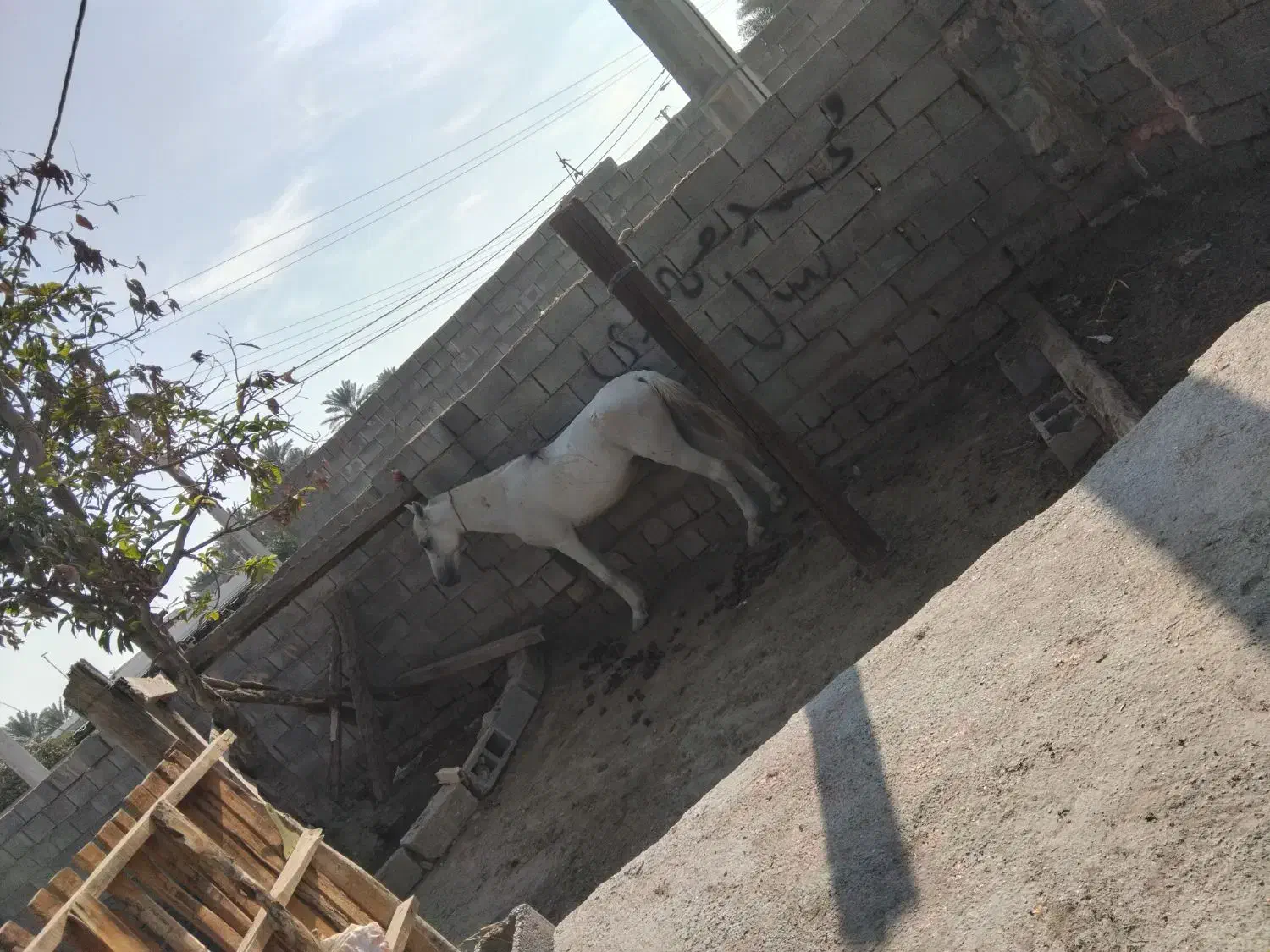 فروشی هست نریان یک شکل سفید یک دست|اسب و تجهیزات اسبسواری|میناب, |دیوار