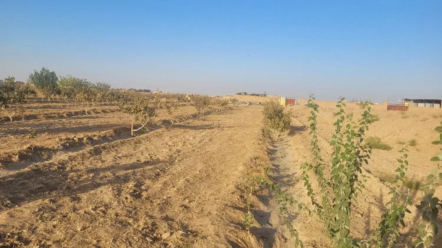 فروش باغ پسته ۷ ساله|فروش دفتر صنعتی، کشاورزی، تجاری|گناباد, |دیوار