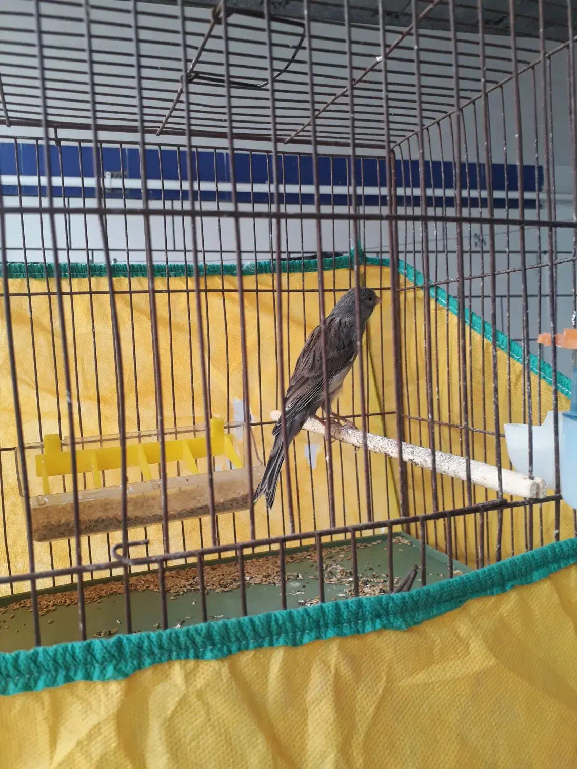 قناری نر مست مست|پرنده|باوی, |دیوار