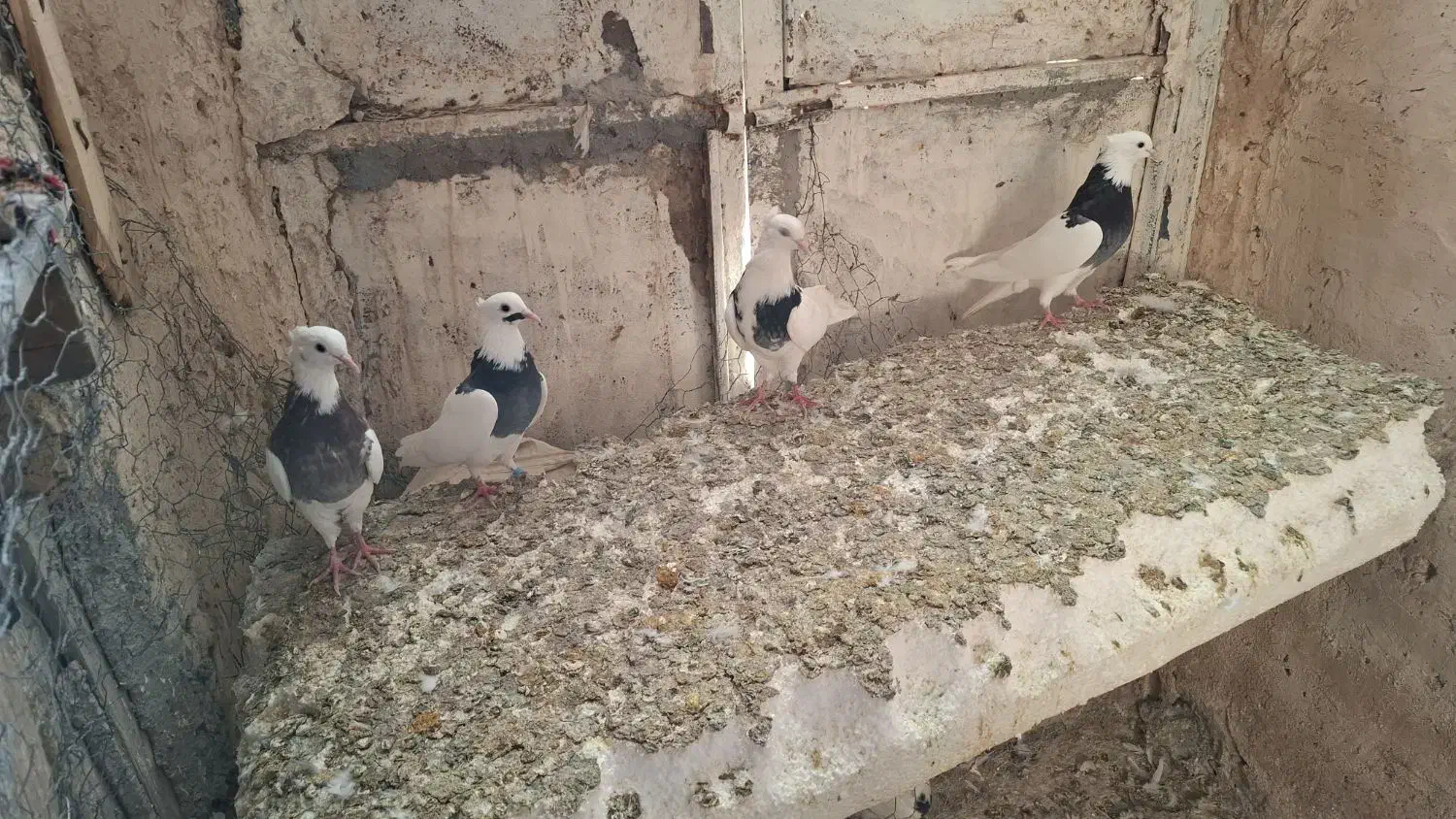 کبوتر|پرنده|ایوان, |دیوار