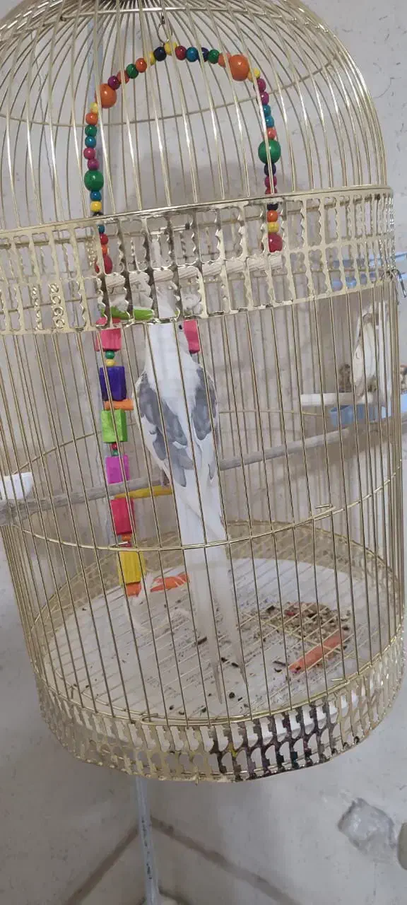 عروس هلندی آلبینو نر|پرنده|رباط‌کریم, رباط‌کریم|دیوار