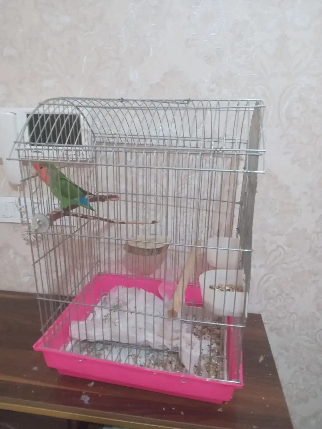 طوطی برزیلی|پرنده|ری, سیزده آبان|دیوار