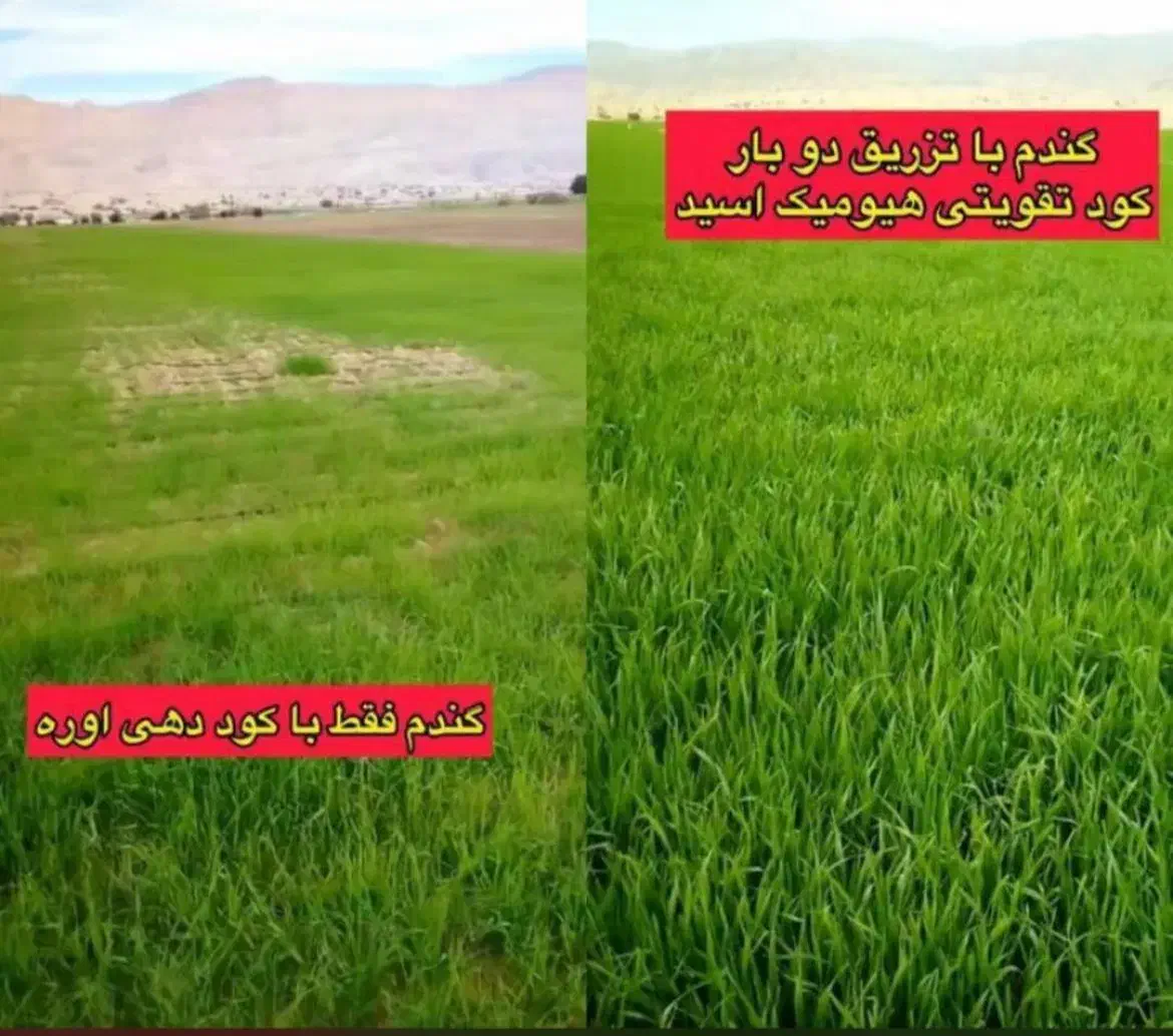 ده هکتار زمین کشاورزی با چهار اینج آب|فروش زمین و ملک کلنگی|ارد, |دیوار