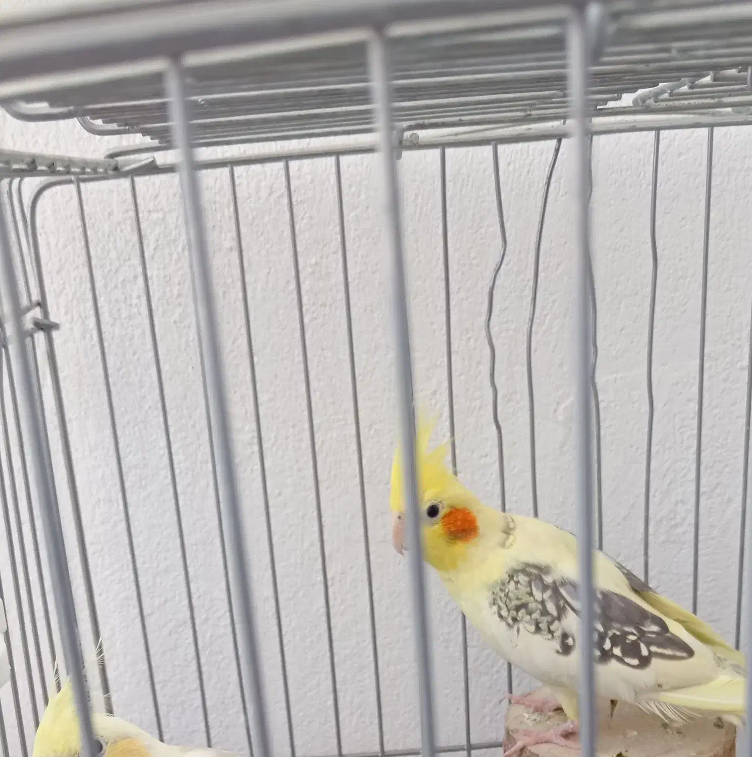 عروس هلندی دوکت پروانه ای با قفس|پرنده|هشتگرد, فاز ۳ مهستان|دیوار