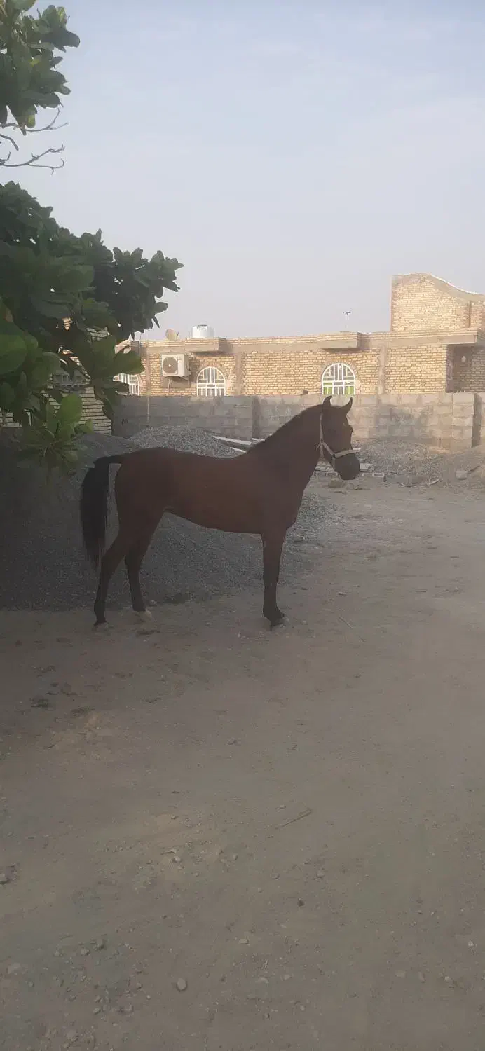 فروش فوری اسب|اسب و تجهیزات اسبسواری|بمانی, |دیوار