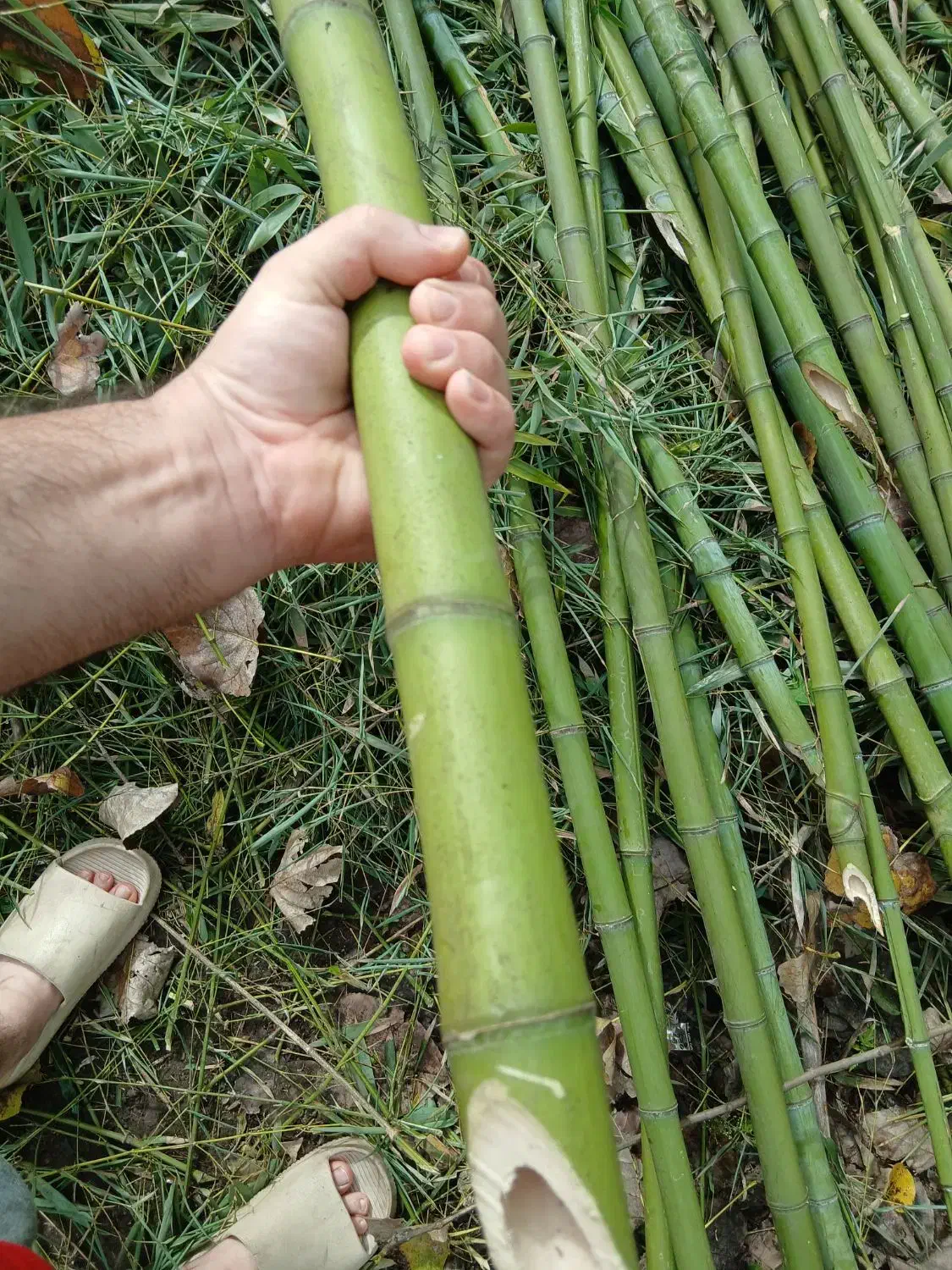 بامبو|گل و گیاه طبیعی|خشکبیجار, |دیوار