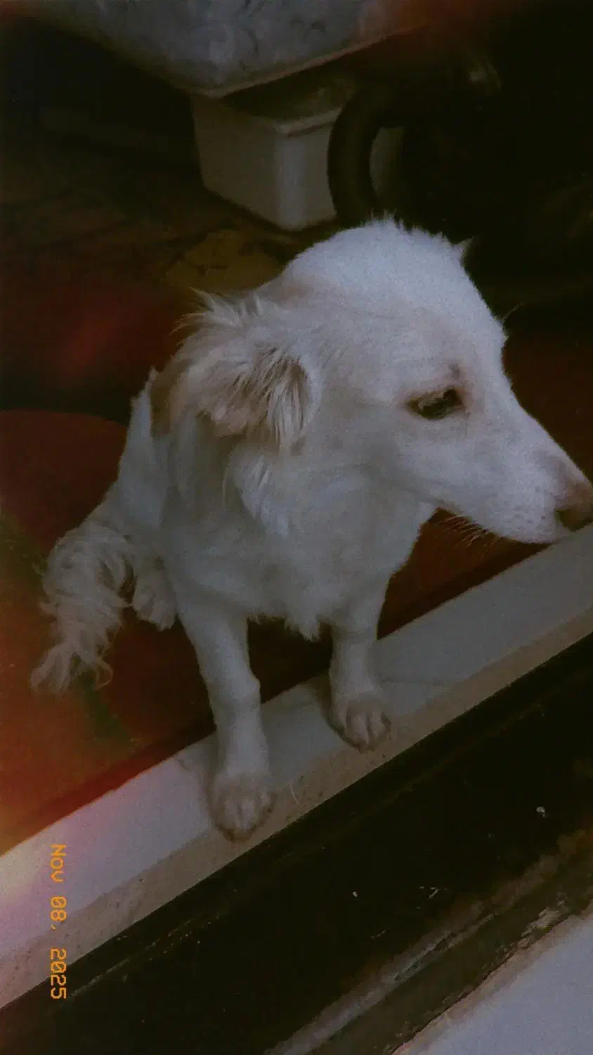 فروش سگ|سگ|مشهد, امیرآباد|دیوار