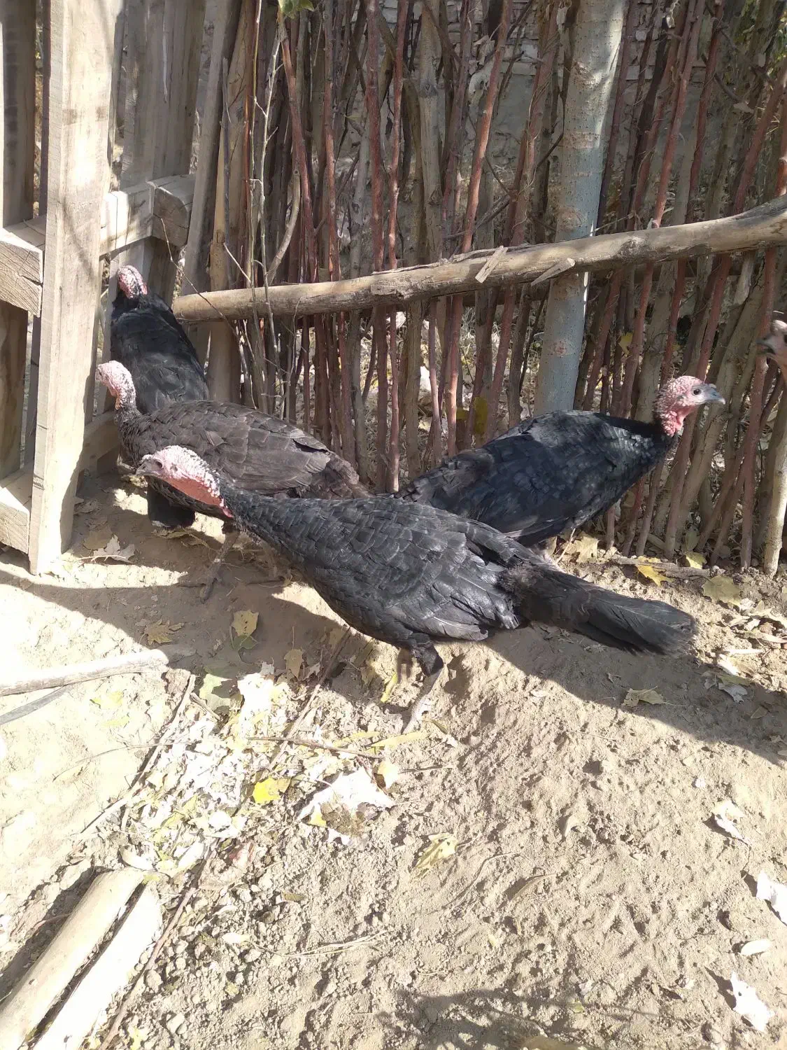 بوقلمون ماده|حیوانات مزرعه|بکتاش, |دیوار