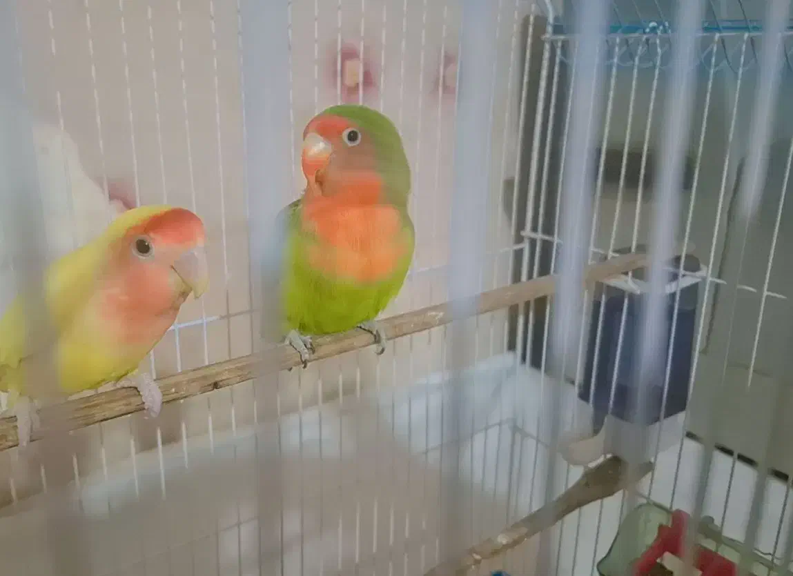 طوطی برزیلی|پرنده|صدرا-فارس, فاز ۲|دیوار