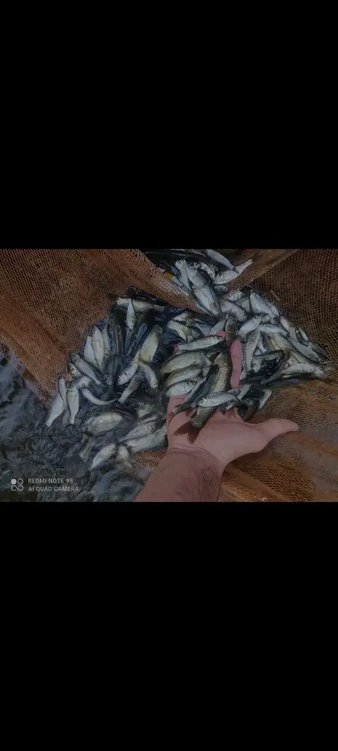 ماهی|ماهی|لنگرود, |دیوار