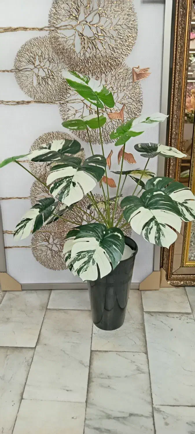 گل انجیری 18 برگ با گلدان فی 600|گل و گیاه طبیعی|کرمانشاه, |دیوار