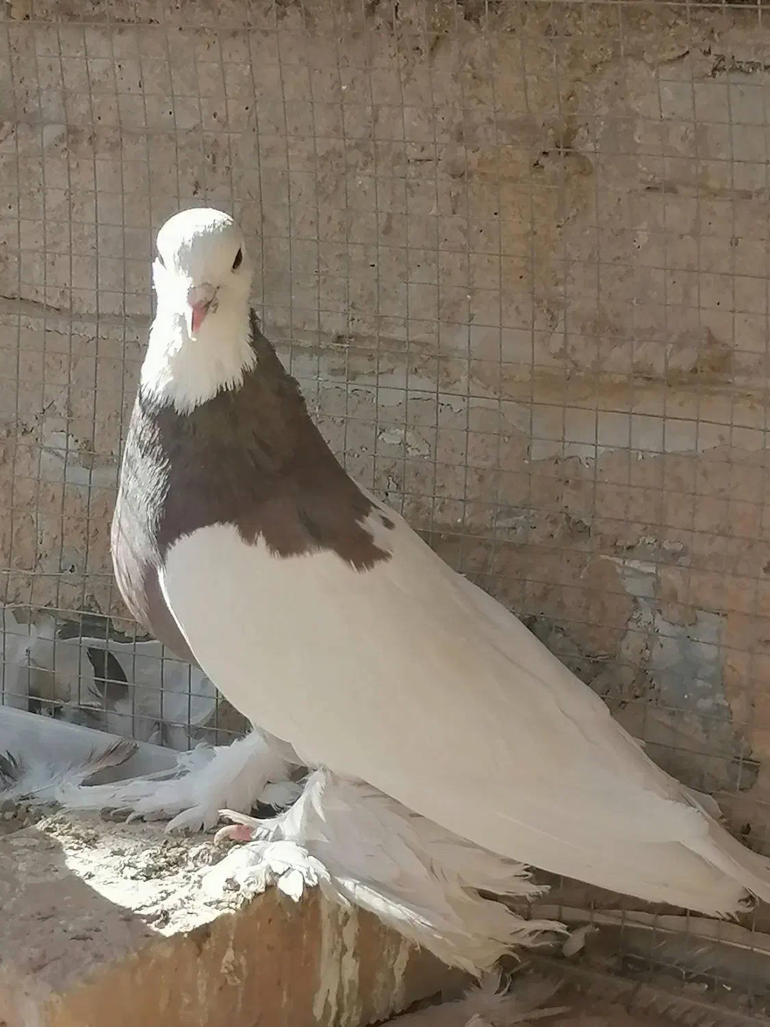 فروش دو عدد نر طوقی|پرنده|اردکان, |دیوار