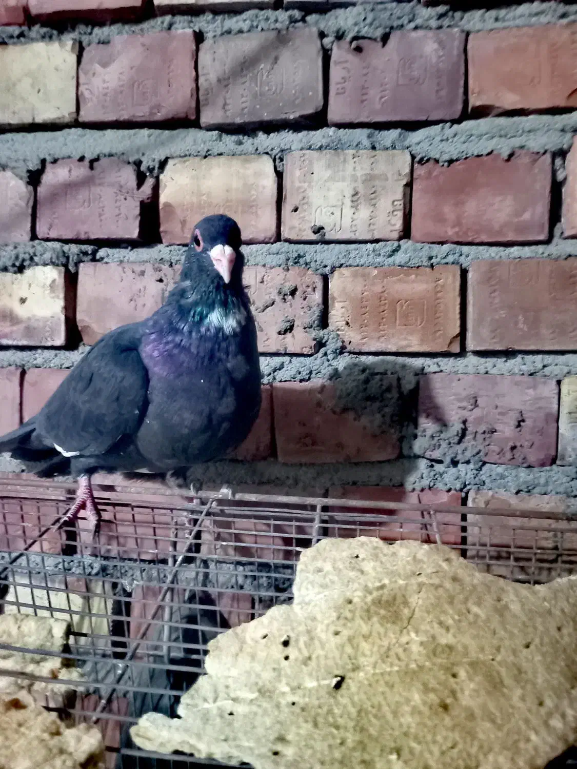 مایه پلنگ کله سیازیرخط|پرنده|زرند, |دیوار