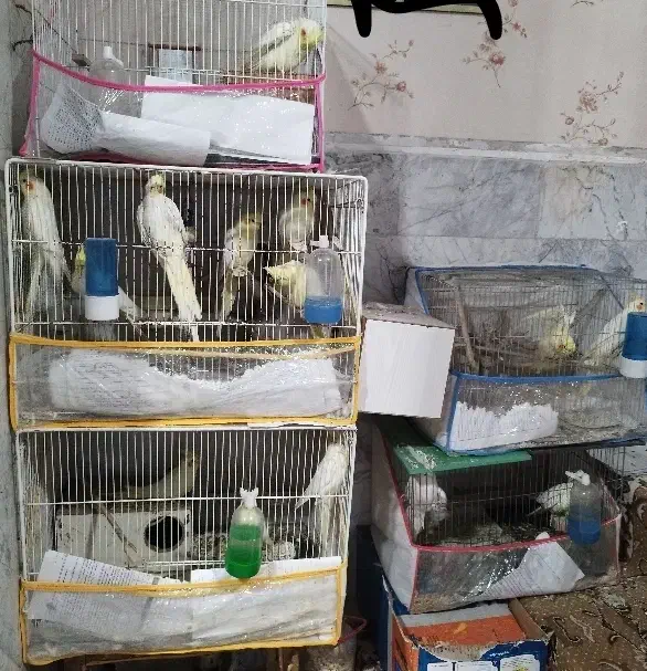 فروش عروس هلندی نر و ماده زعفرانی و البینو|پرنده|بردسکن, |دیوار