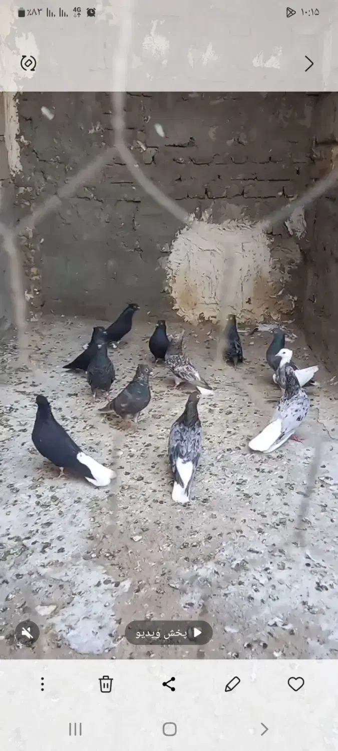 سرور دم سفید اینم عکس جوجه هاشون بدون ایراد|پرنده|هریس, |دیوار