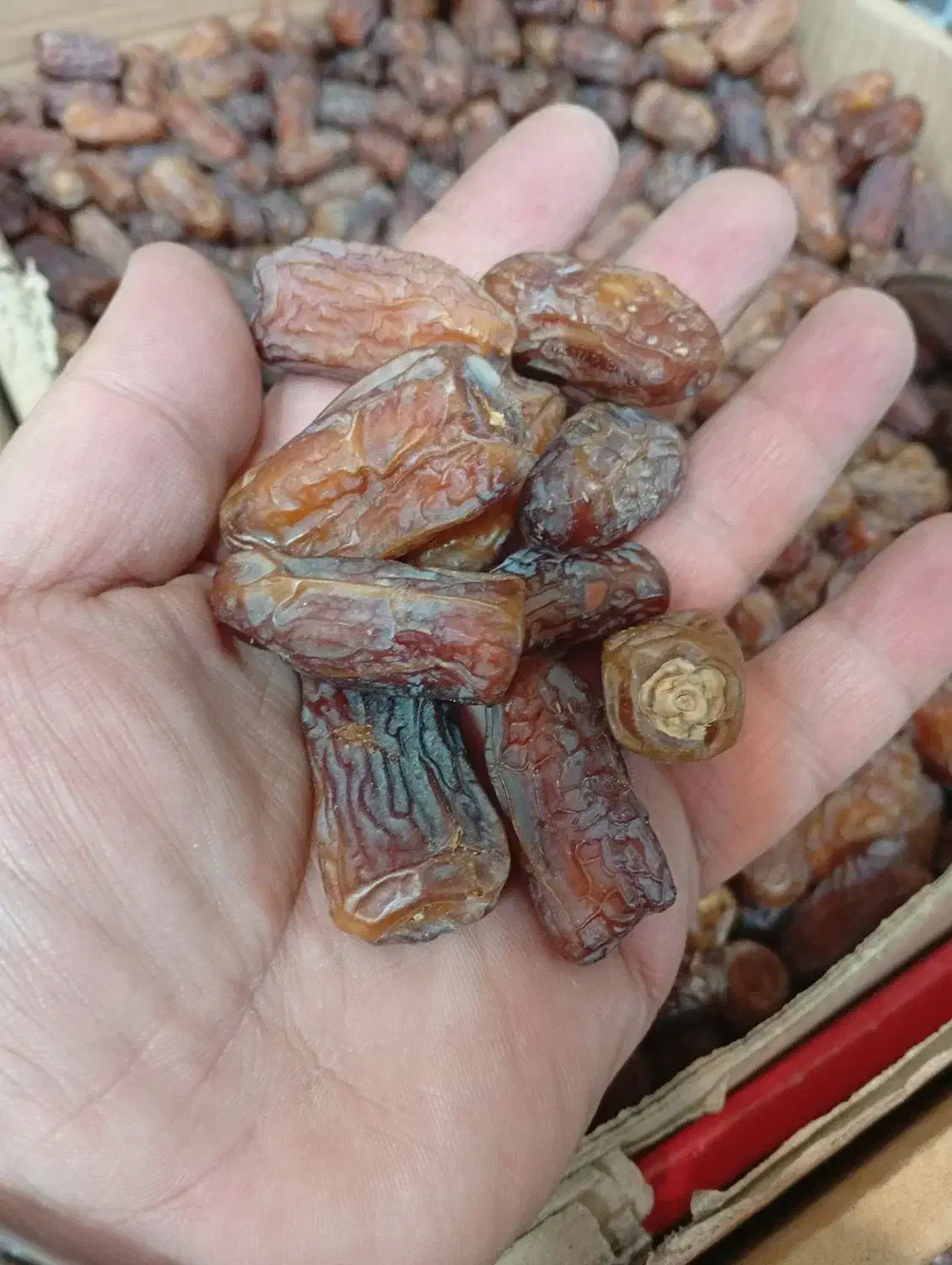 خرما|خوردنی و آشامیدنی|تهران, سلسبیل جنوبی|دیوار