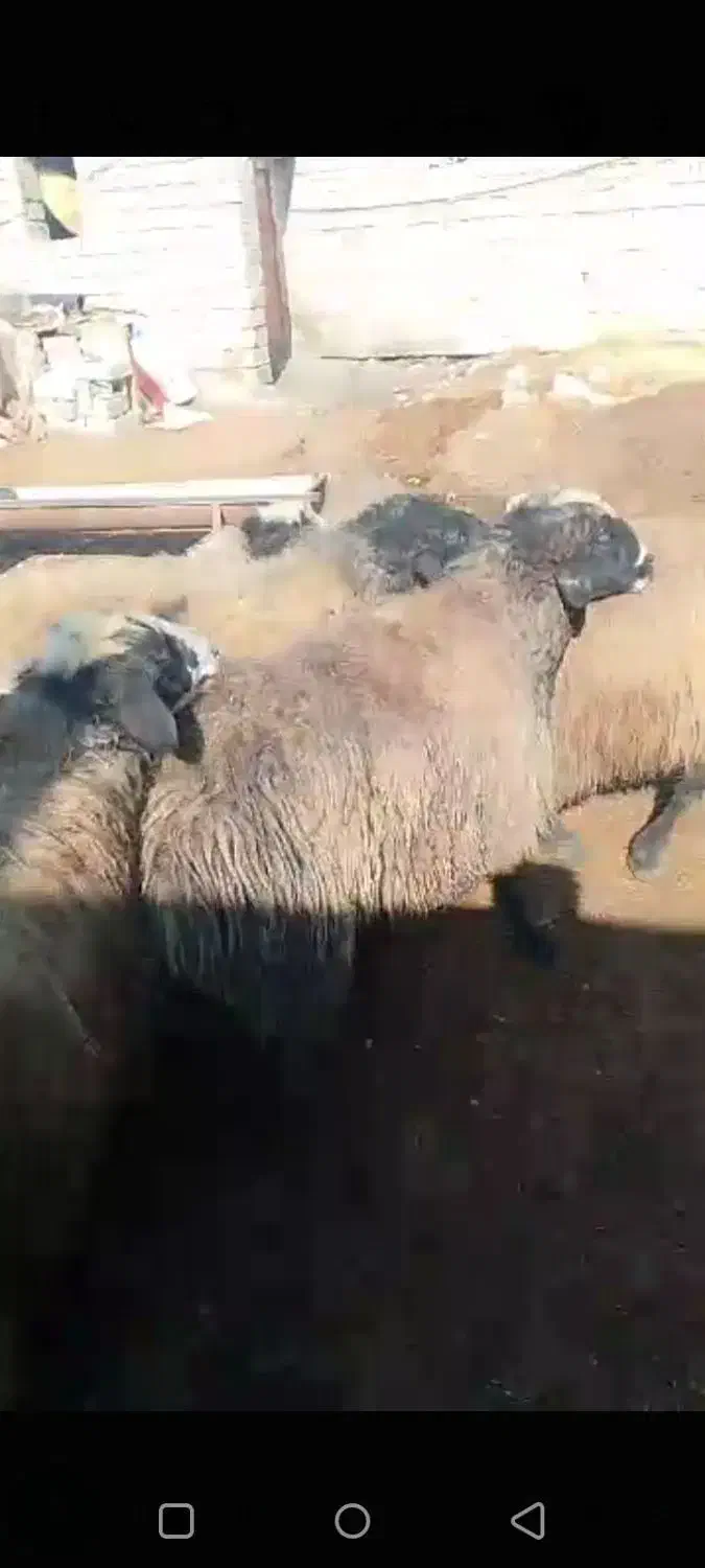 8عدد قوچ‌|حیوانات مزرعه|اشنویه, |دیوار