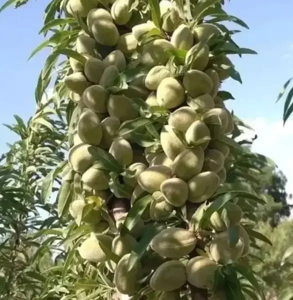 بادام کاغذی و سنگی باردار دیر گل مقاوم به سرما|خدمات باغبانی و درختکاری|سراب, |دیوار