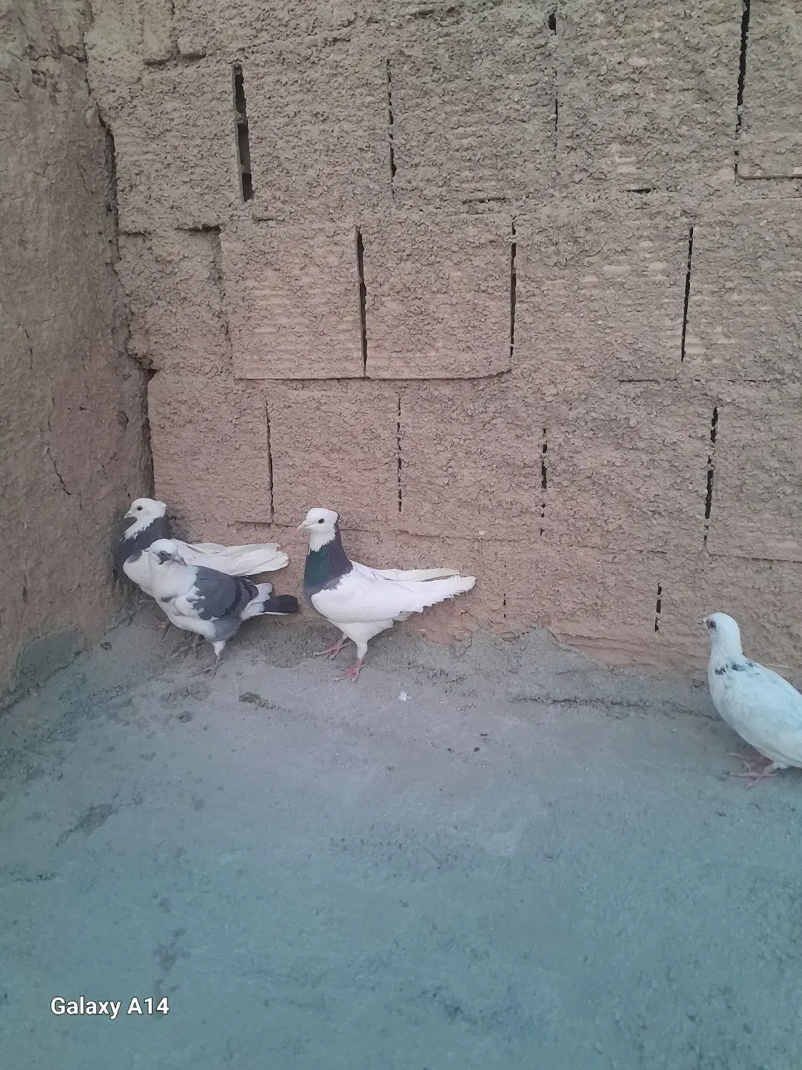 دوتا قوق نرو ماده یه صده امری با 4تا پرشی|پرنده|اسفراین, |دیوار