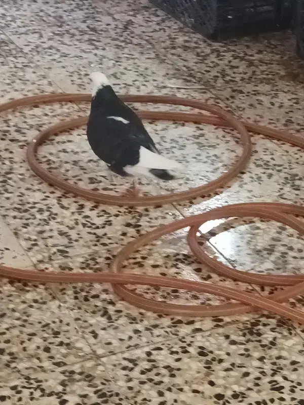 کبوتر نر|پرنده|رشت, منظریه|دیوار