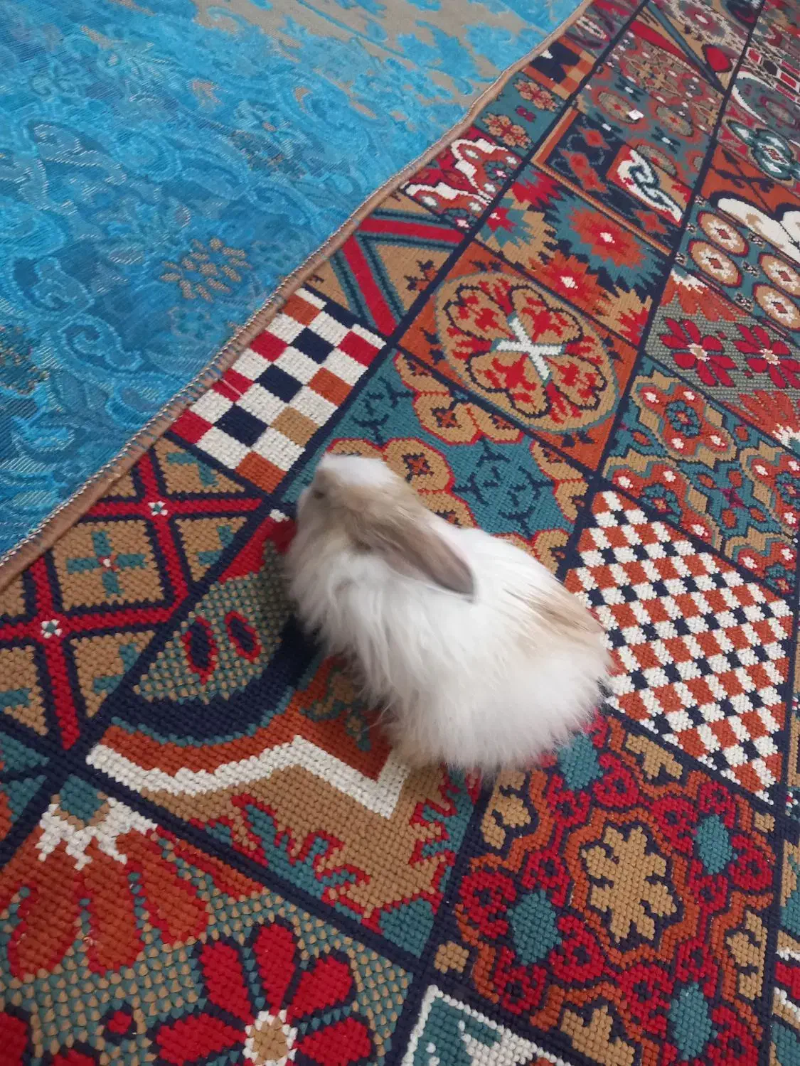 خرگوش ناز و بازیگوش بفروش میرسد|موش و خرگوش|سبزوار, قصبه شرقی|دیوار