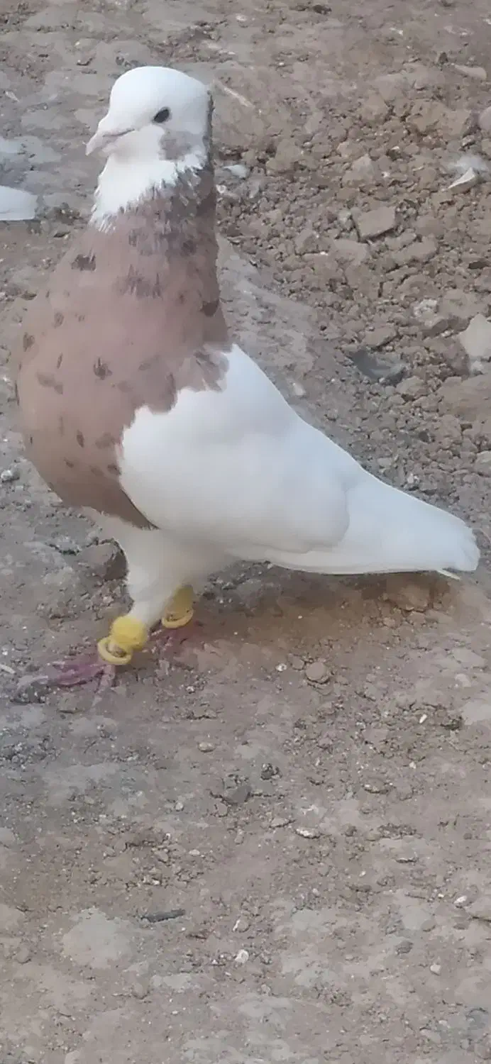 طوقی عروسک|پرنده|شیراز, معالی‌آباد|دیوار