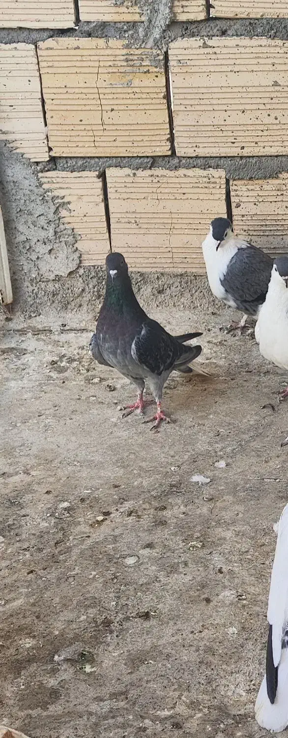 بدرنگ دم سفید نر جوانه صید|پرنده|بجنورد, |دیوار