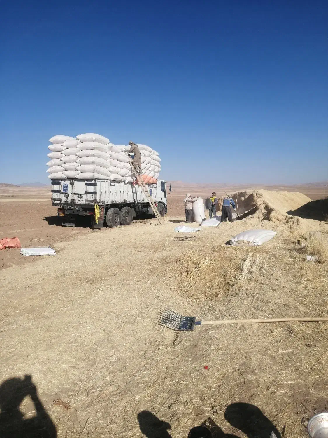 کاه گندم دیم|خدمات حمل و نقل|ماهان, |دیوار