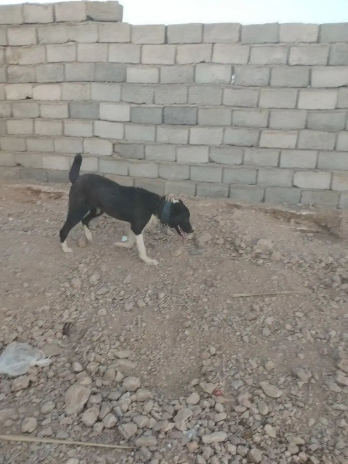 طول سگ|سگ|قائن, |دیوار