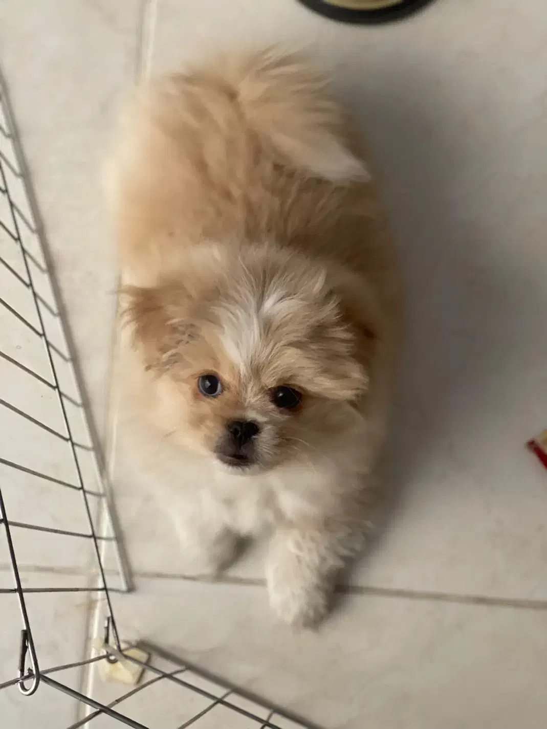 سگ پامرپیکینز،سگ ریز،سگ کوچولو،سگ فنجونی|سگ|اصفهان, احمدآباد|دیوار