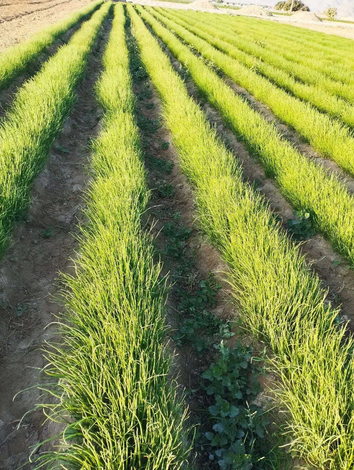 نهال پیاز مینروا|خدمات باغبانی و درختکاری|جیرفت, |دیوار