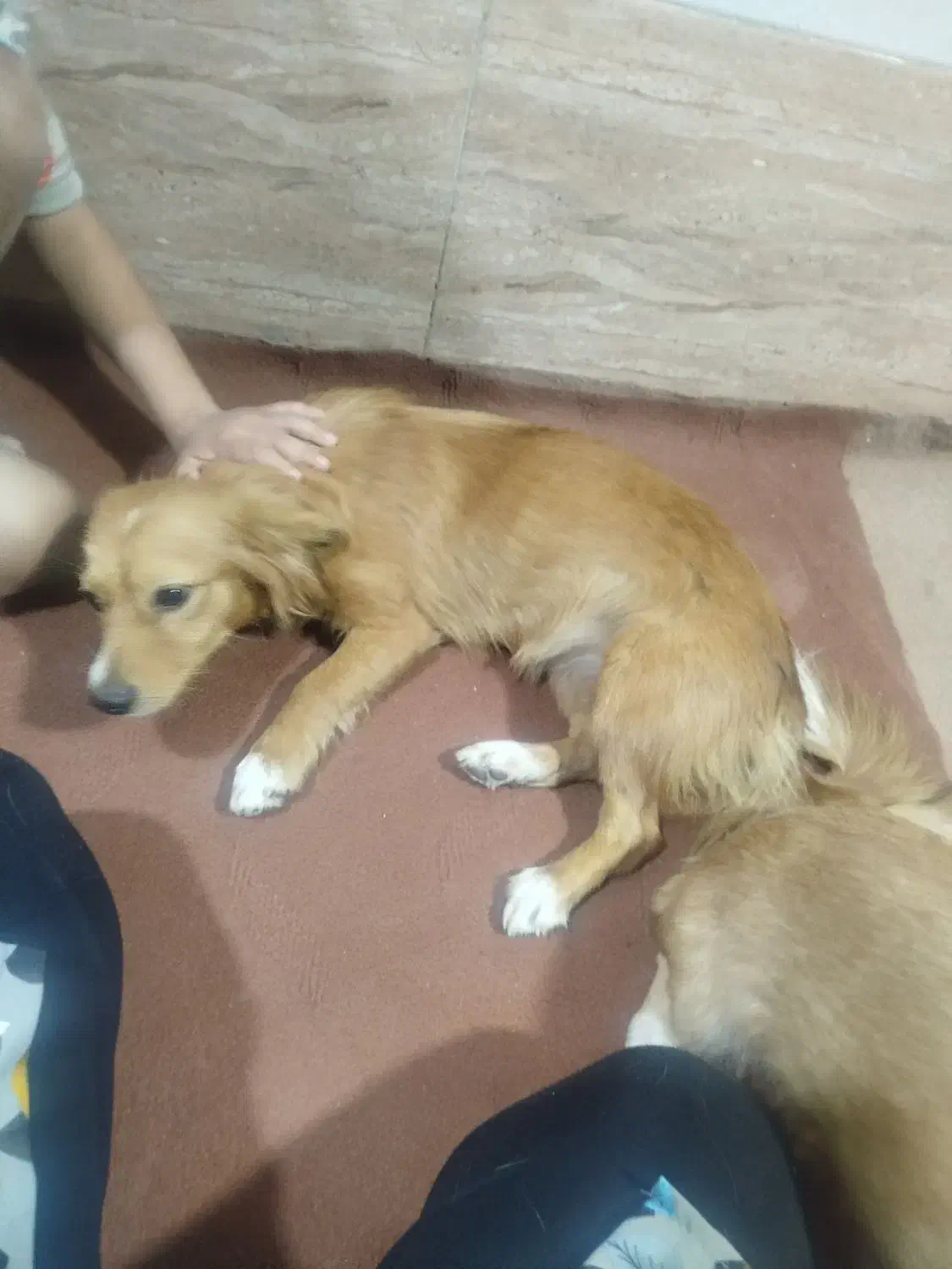 واگذاری سگ خارجی|سگ|باوی, |دیوار