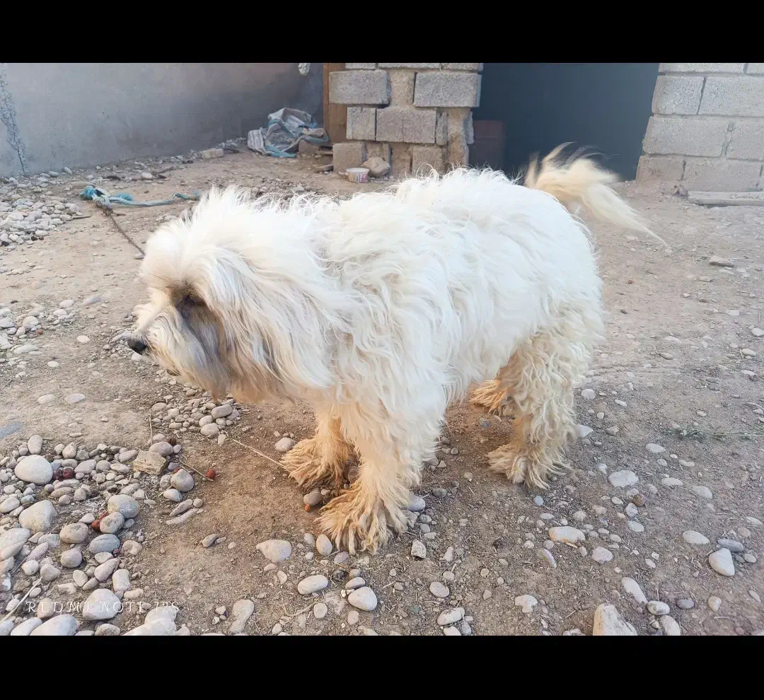 سگ پشمالو|سگ|رامشیر, |دیوار