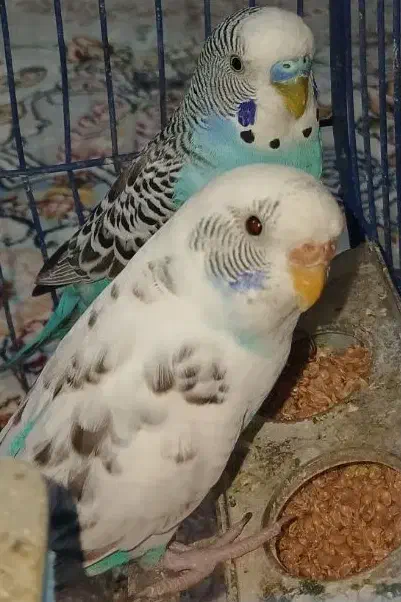 مرغ عشق|پرنده|مرودشت, تخت جمشید|دیوار