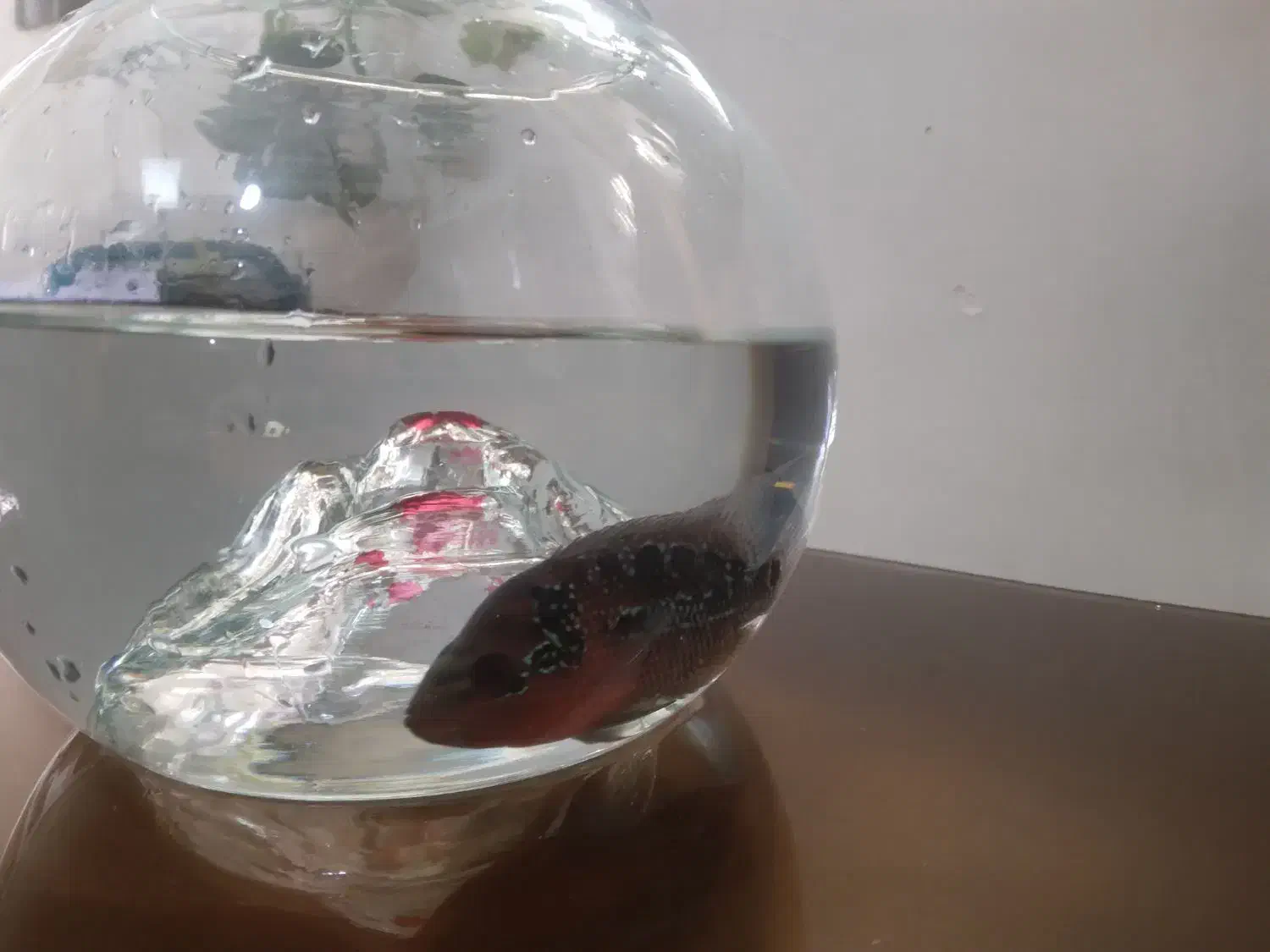 فلاور معاوضه با ماهی گیاه خوار|ماهی|تبریز, |دیوار