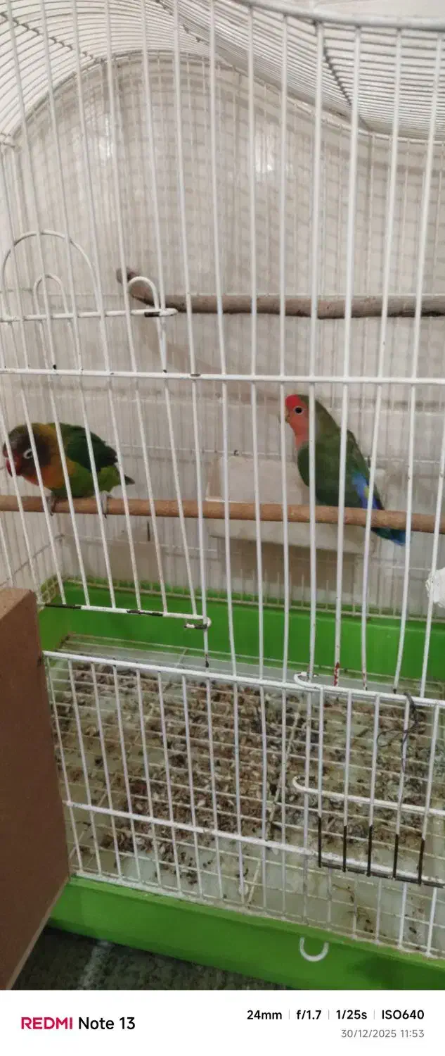 پرنده|پرنده|میبد, |دیوار