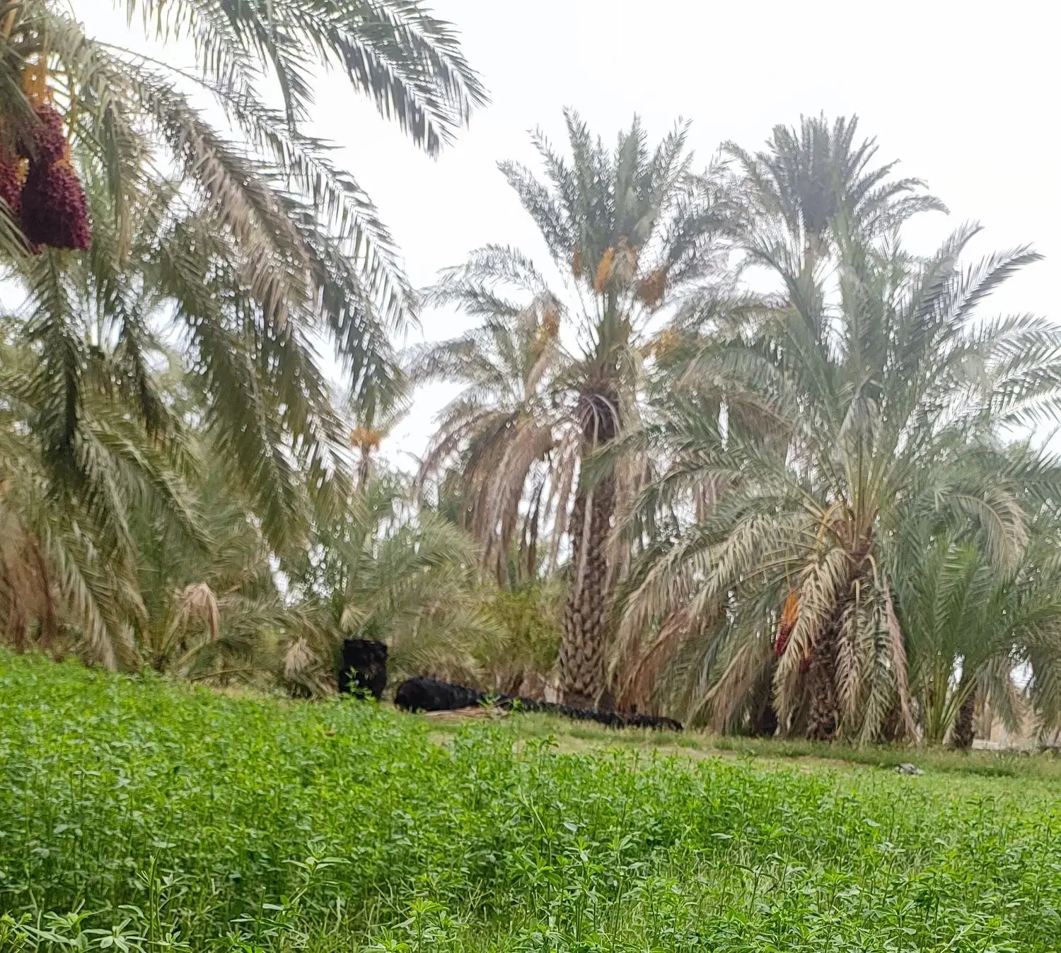 چوب نخل|خدمات باغبانی و درختکاری|هیدوچ, |دیوار